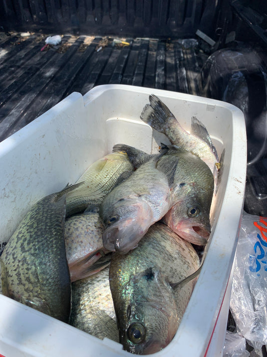 Fully Guided crappie trip for 1 half day (6 hours)